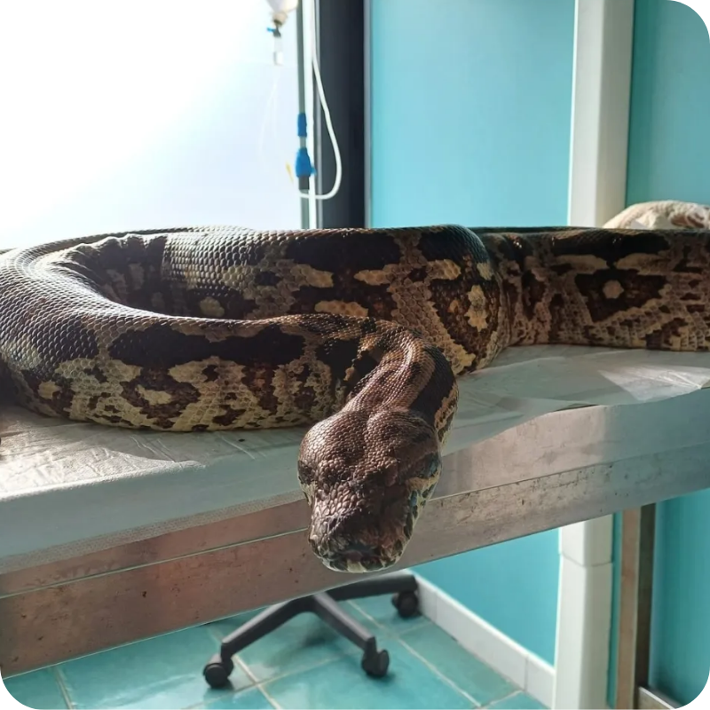Un serpente in visita alla clinica veterinaria Haziel che offre un servizio specialistico anche per gli animali esotici e non convenzionali