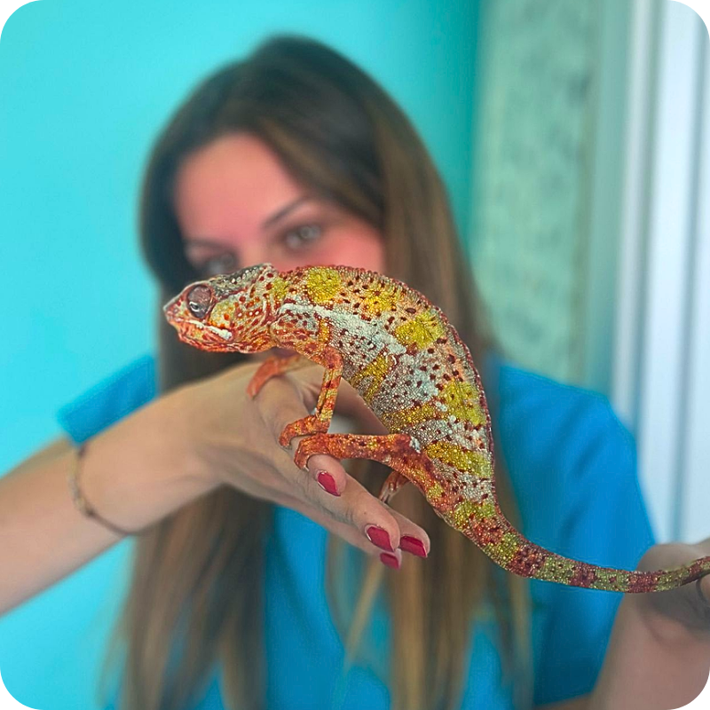 un tecnico veterinario della clinica veterinaria haziel tiene in mano un camaleonte