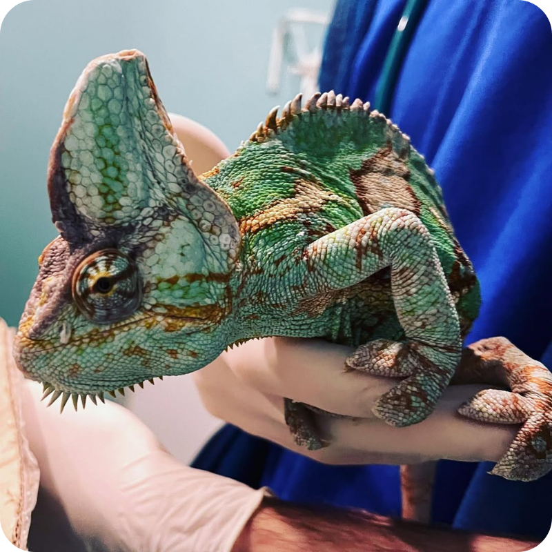 Un camaleonte in mano ad un medico veterinario della clinica veterinaria haziel