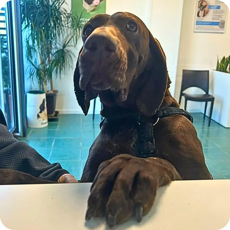 un labrador marrone poggia una zampa sul bancone dell'accettazione della clinica veterinaria haziel