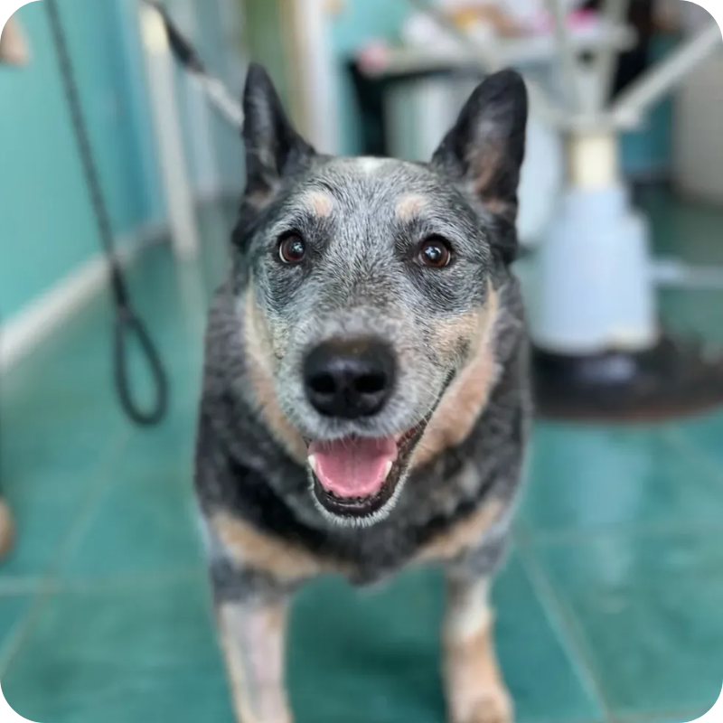 un cane anziano in visita alla clinica veterinaria Haziel