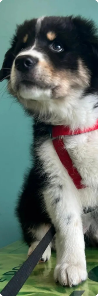 Un cucciolo di cane bianco e nero, in primo piano mentre aspetta di essere visitato nella clinica veterinaria haziel