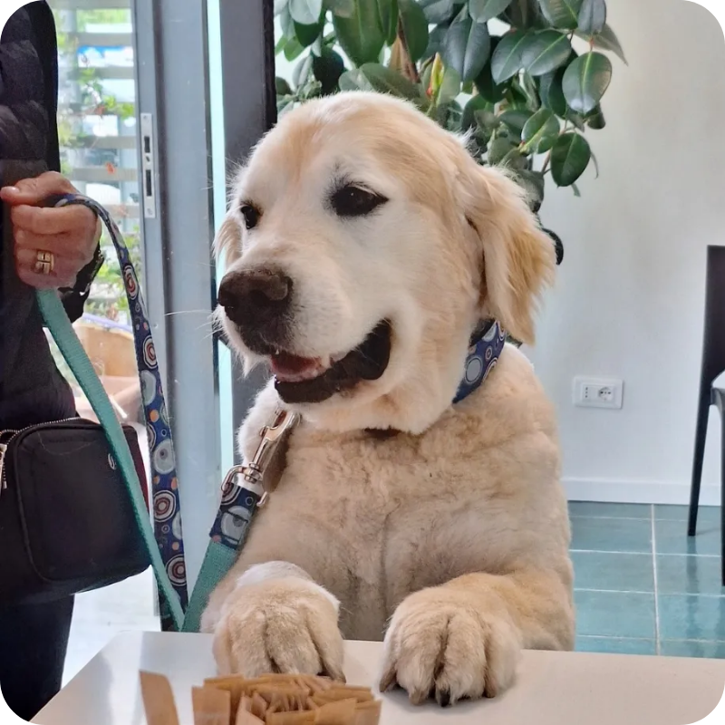 Un labrador bianco davanti al bancone della clinica veterinaria Haziel