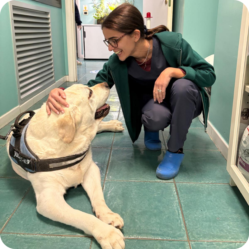 Una veterinaria della Clinica Veterinaria Haziel mentre accarezza un labrador bianco disteso per terra