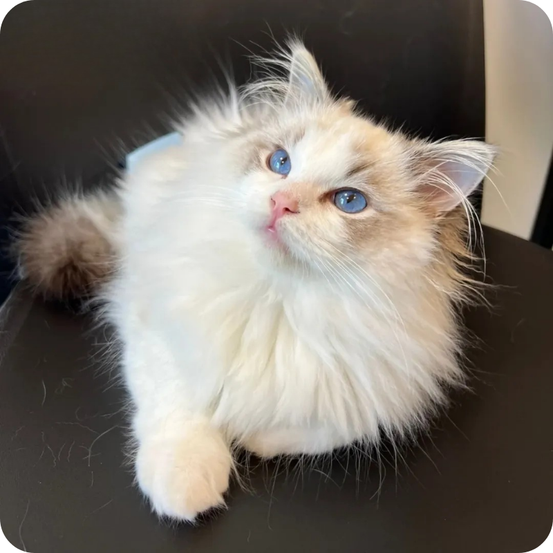 Un gatto Sacro di Birmania in attesa di essere visitato alla clinica veterinaria haziel