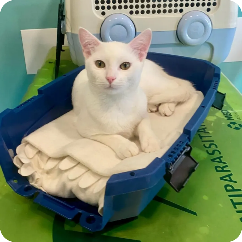 Un gatto banco in una cuccia in una sala vista della clinica veterinaria haziel