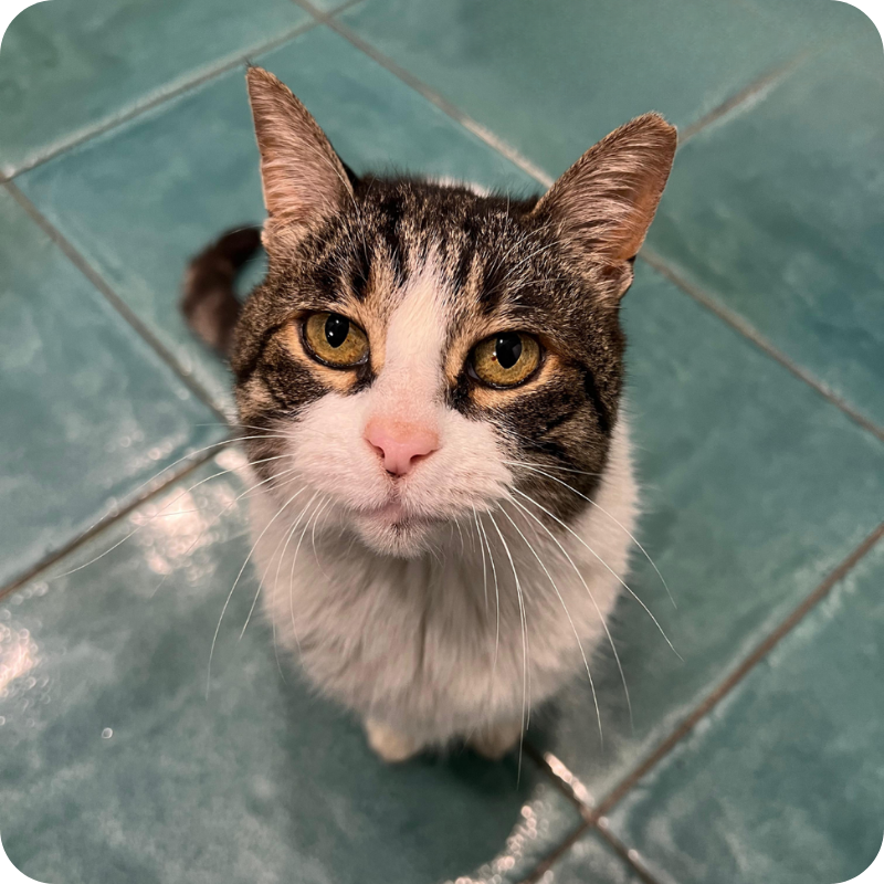 Un gatto bianco e tigrato durante una visita di controllo alla Clinica Veterinaria Haziel