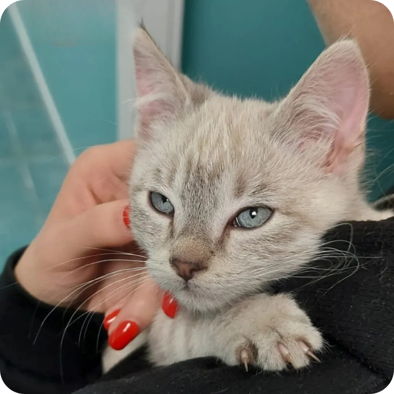 un gattino bianoc e grigio in braccio ad un tecnico veterinario della clinica veterinaria haziel