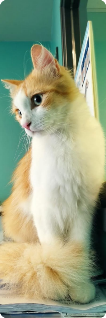 Un gatto bianco e arancione in visita alla clinica veterinaria Haziel