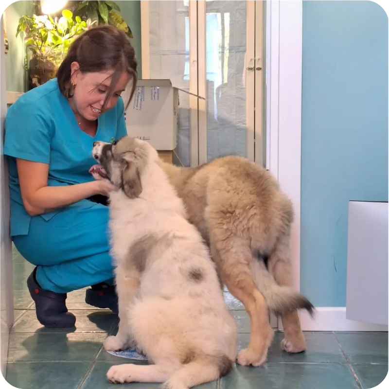 Un infermiera della Clinica Veterinaria Haziel in compagnia di due cani bianchi di spalla che sono stati visitati