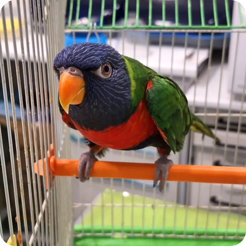 Un lorichetto arcobaleno, un uccello esotico durante una visita alla clinica veterinaria haziel