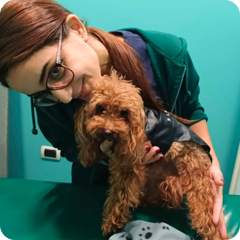 una dottoressa medico veterinario della clinica veterinaria haziel insieme ad un barboncino marrone durante una visita di controllo in clinica