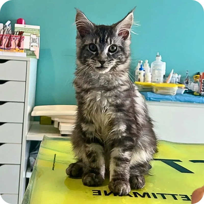 un gatto grigio in attesa di essere visitato nella clinica veterinaria haziel