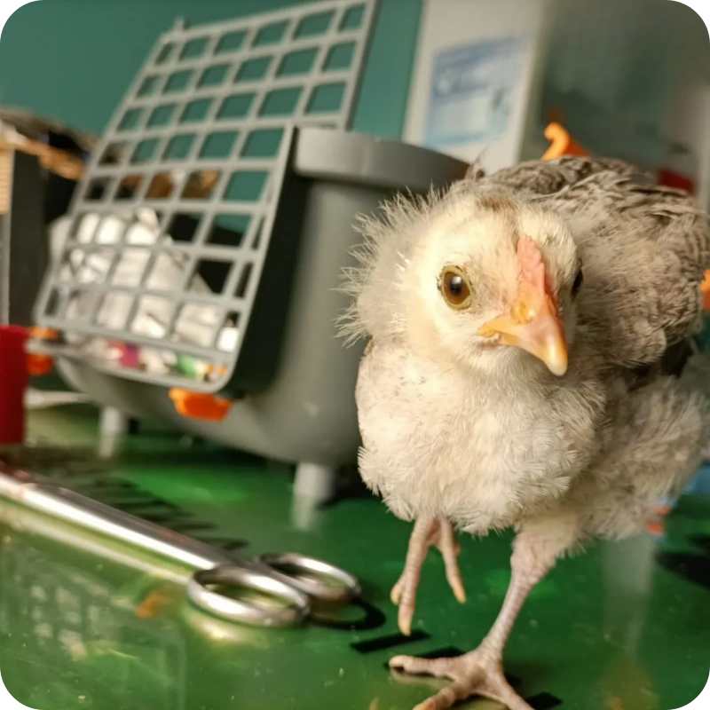 Una gallina in visita alla clinica veterinaria Haziel che offre un servizio specialistico anche per gli animali esotici e non convenzionali