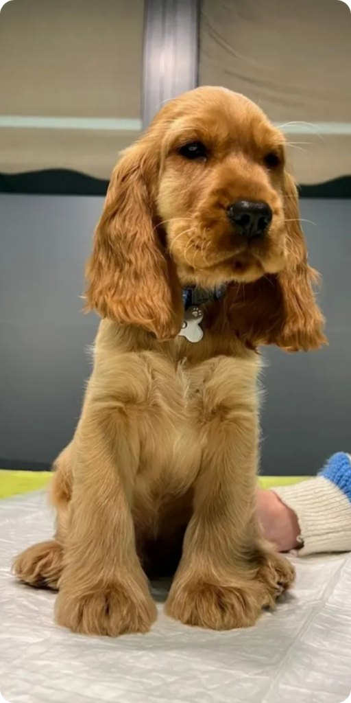 Un cane marroncino in visita alla clinica veterinaria Haziel