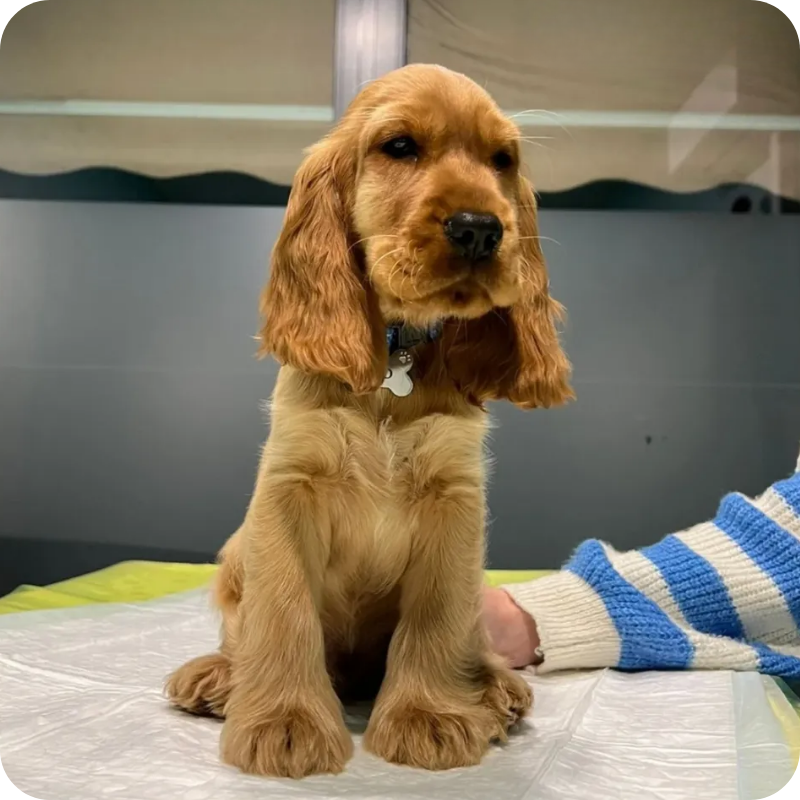 Un cane marroncino in visita alla clinica veterinaria Haziel