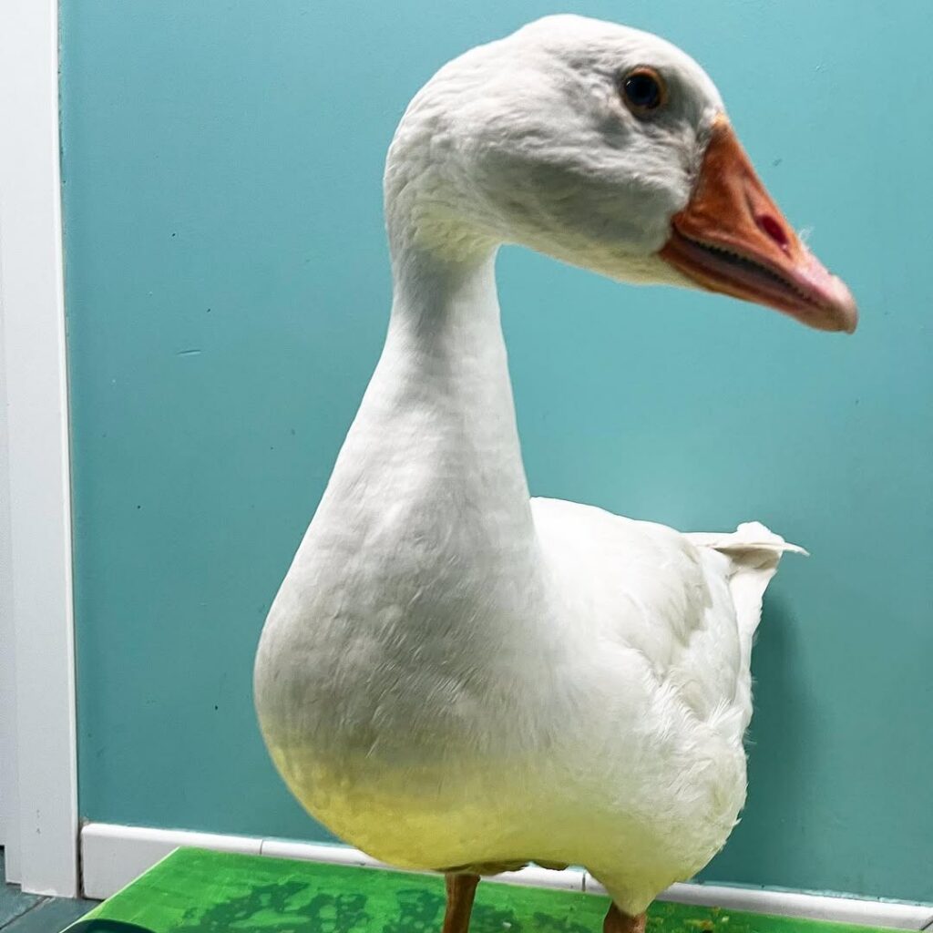 contatti-appuntamento-clinica-veternaria-haziel un'oca bianca in visita alla clinica veterinaria haziel
