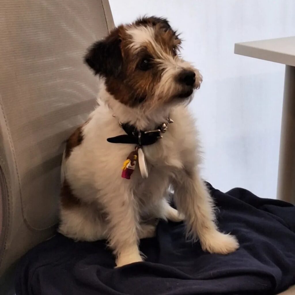 un cane bianco e marrone seduto su una sedia nella clinica veterinaria haziel